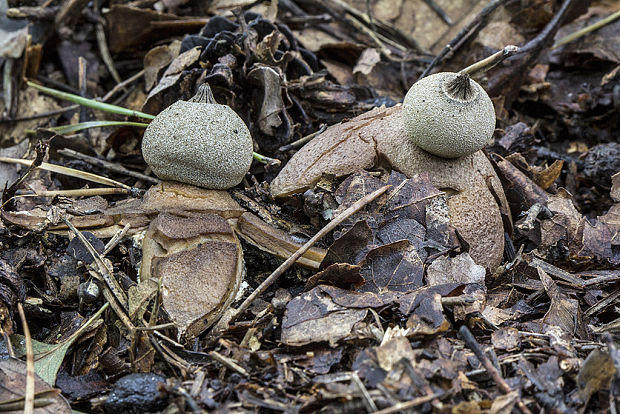 hviezdovka Berkeleyova Geastrum berkeleyi Massee