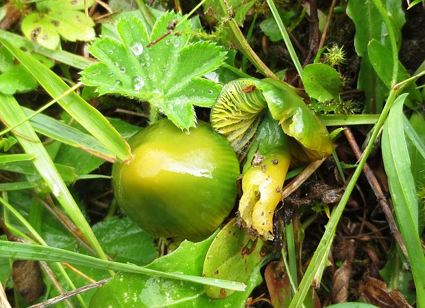 lúčnica žltozelená Gliophorus psittacinus (Schaeff.) Herink