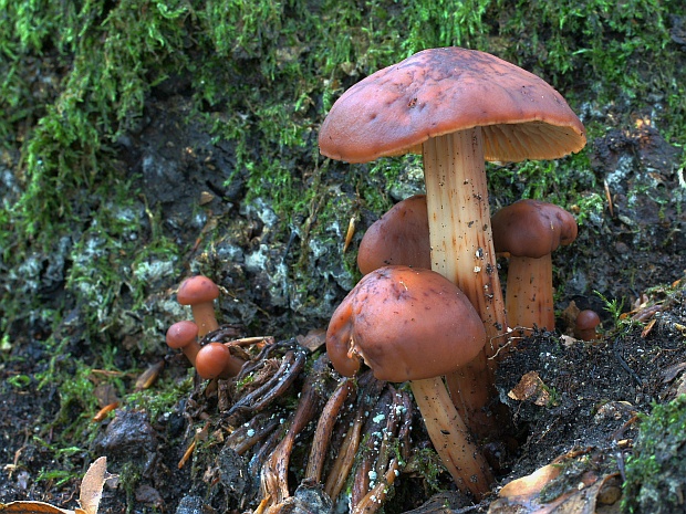 peniazovka vretenovitohlúbiková Gymnopus fusipes (Bull.) Gray