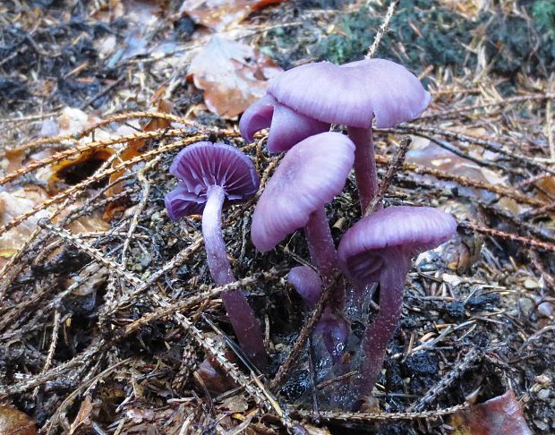 lakovka ametystová Laccaria amethystina (Huds.) Cooke