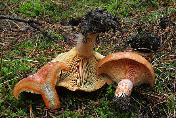 rýdzik pravý Lactarius deliciosus (L.) Gray