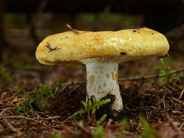 rýdzik rapavý Lactarius scrobiculatus (Scop.) Fr.