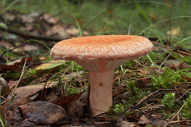 rýdzik kravský Lactarius torminosus (Schaeff.) Gray