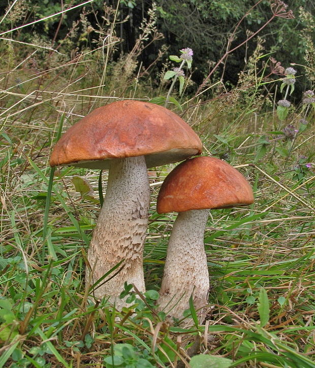 kozák osikový Leccinum albostipitatum den Bakker & Noordel.