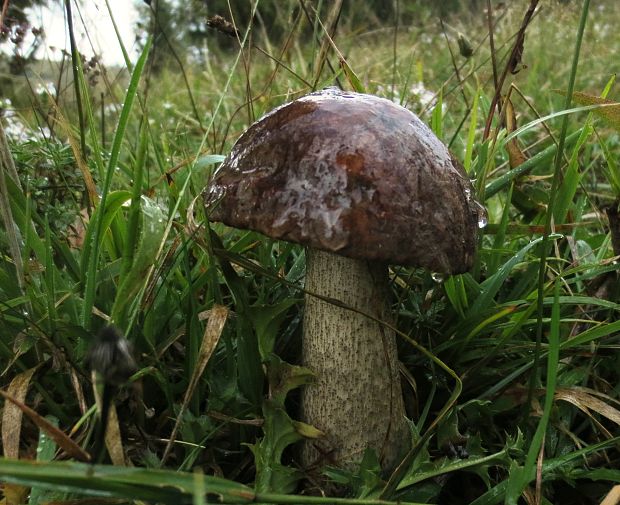 kozák brezový Leccinum scabrum (Bull.) Gray