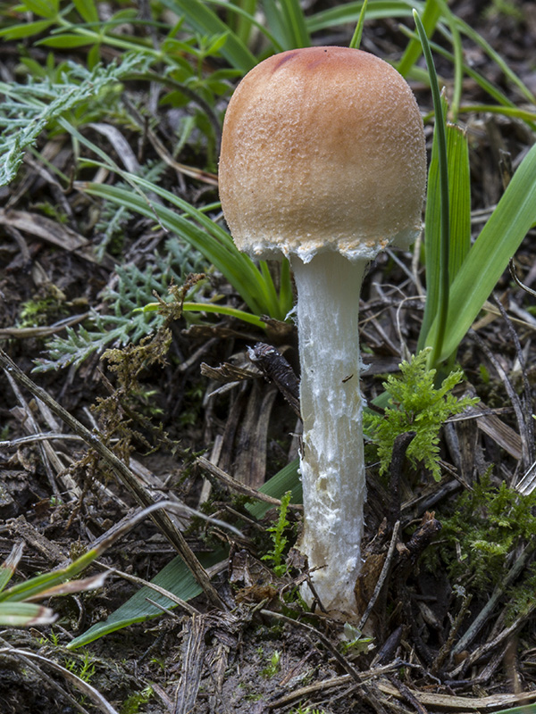 bedlička tanečnicovitá Lepiota oreadiformis Velen.