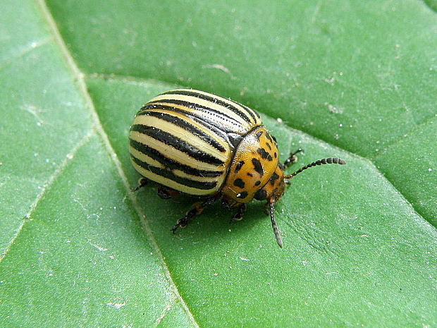 pásavka zemiaková Leptinotarsa decemlineata