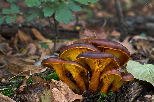 kališník hnedooranžový Omphalotus olearius (DC.) Singer