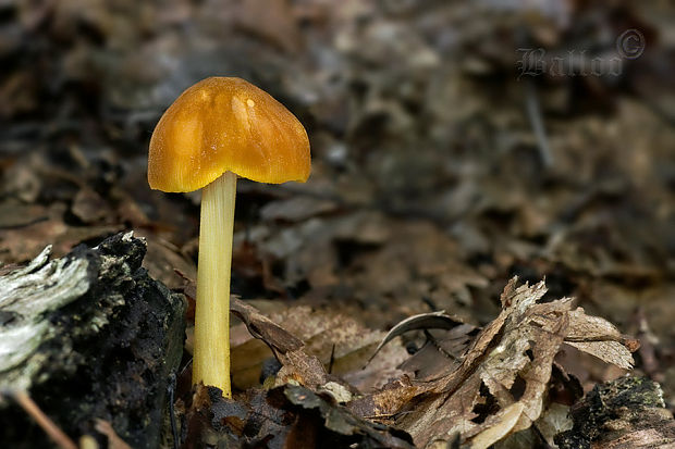 štítovka žltá Pluteus leoninus (Schaeff.) P. Kumm.