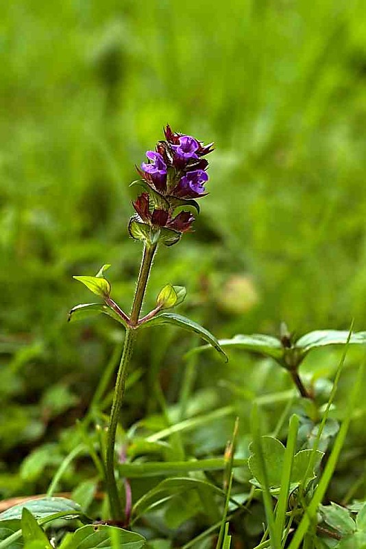 čiernohlávok obyčajný Prunella vulgaris L.