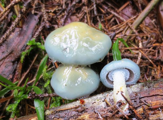 golierovka zelenomodrá Stropharia caerulea Kreisel