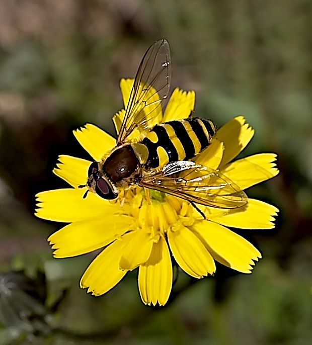 pestrica ríbezľová Syrphus ribesii