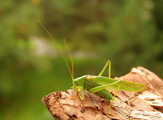 kobylka zelená Tettigonia viridissima