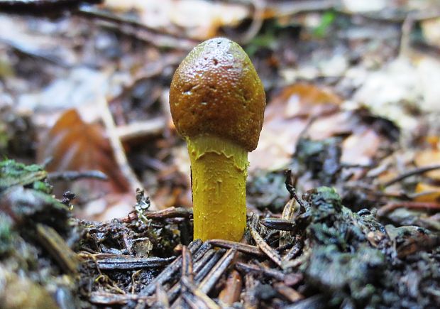 žezlovka hlavičkatá Tolypocladium capitatum (Holmsk.) Quandt, Kepler & Spatafora