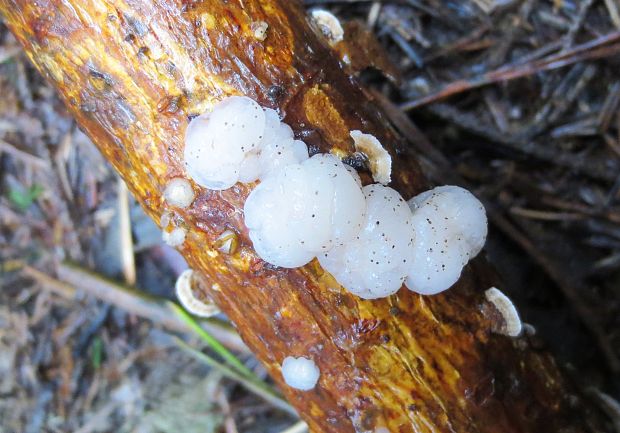 rôsolovka priesvitná Tremella encephala Willd.