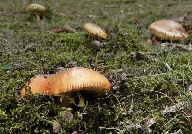 muchotrávka cisárska Amanita caesarea (Scop.) Pers.