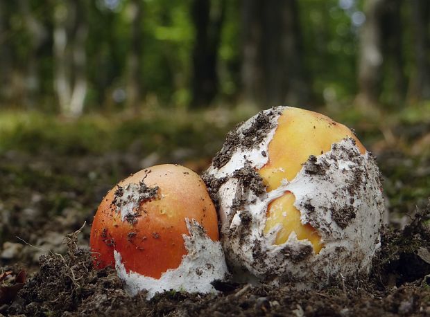 muchotrávka cisárska Amanita caesarea (Scop.) Pers.