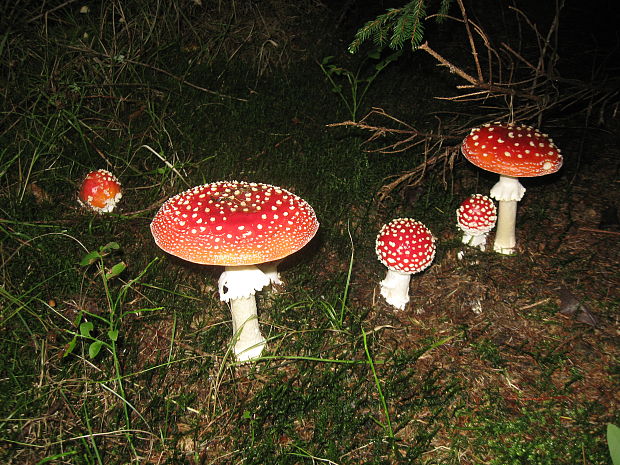 muchotrávka červená Amanita muscaria (L.) Lam.