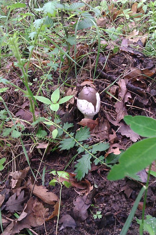 muchotrávka zelená Amanita phalloides (Vaill. ex Fr.) Link