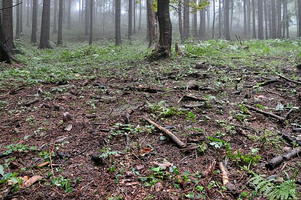 biotop muchotrávky pošvatej Amanita vaginata (Bull.) Lam.