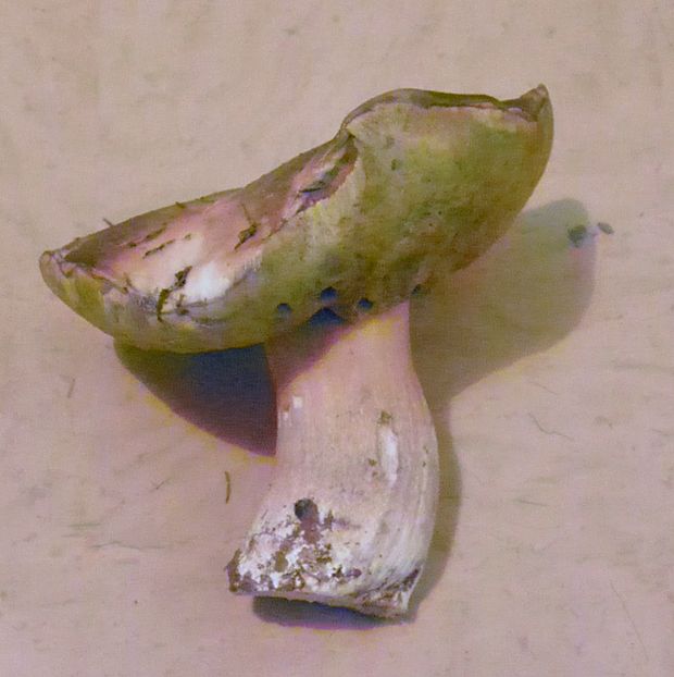 hríb smrekový Boletus edulis Bull.