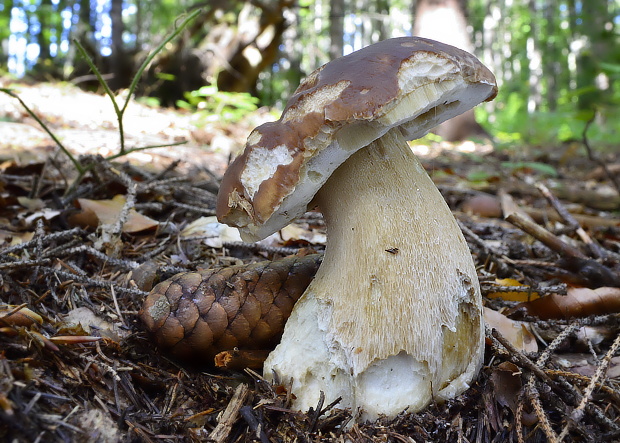 hríb smrekový Boletus edulis Bull.