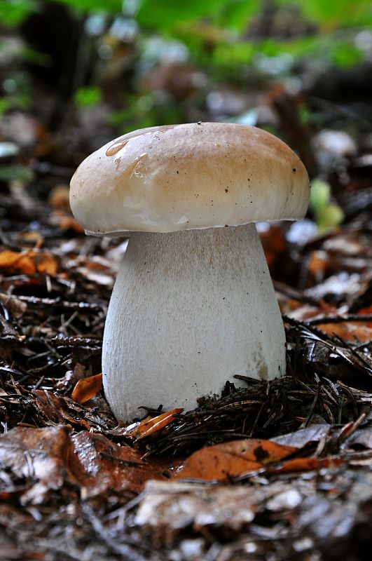 hríb smrekový Boletus edulis Bull.