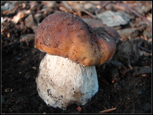 hríb smrekový Boletus edulis Bull.