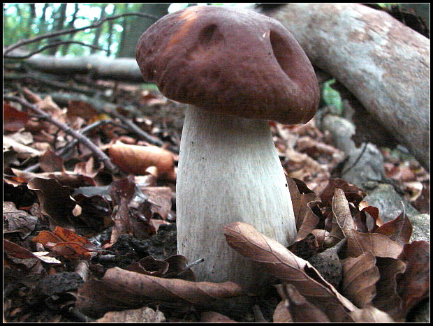 hríb smrekový Boletus edulis Bull.