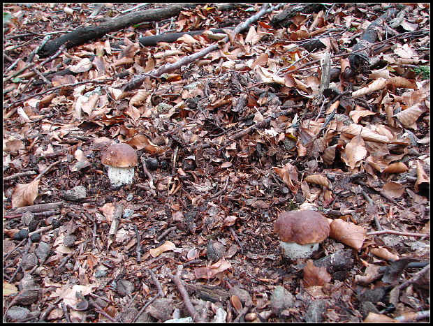 hríb smrekový Boletus edulis Bull.