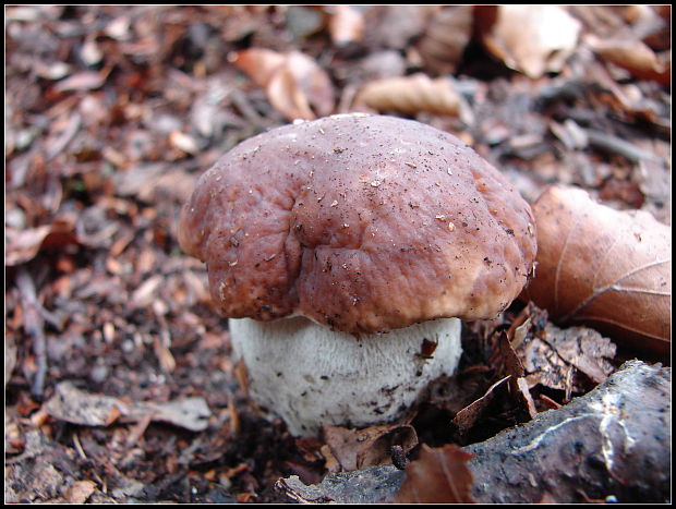 hríb smrekový Boletus edulis Bull.