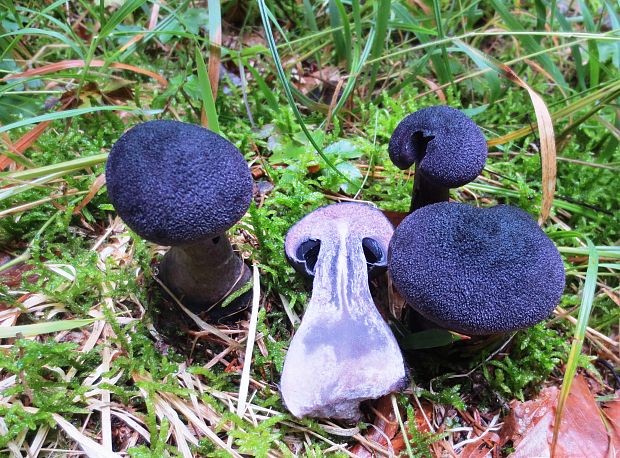 pavučinovec hercýnsky Cortinarius hercynicus (Pers.) M.M. Moser