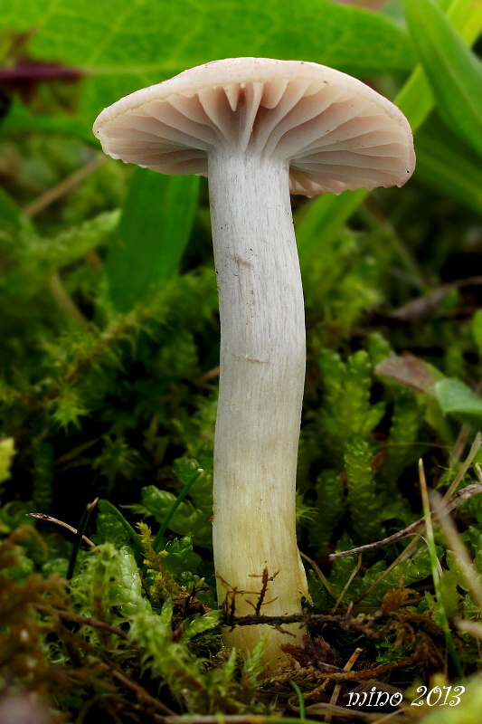 lúčnica žltkastohlúbiková Cuphophyllus flavipes  (Britzelm.) Bon