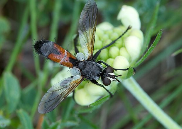 . Cylindromyia cf. brassicaria