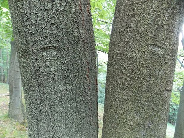 buk lesný Fagus sylvatica L.