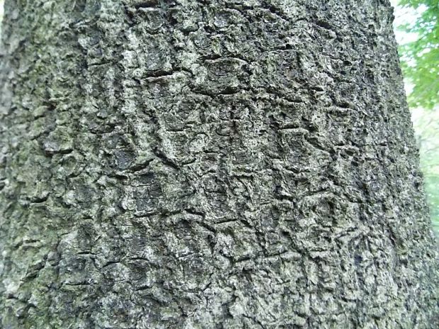 buk lesný Fagus sylvatica L.