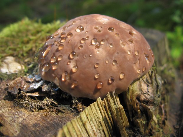 práchnovček pásikavý? Fomitopsis pinicola? (Sw.) P. Karst.