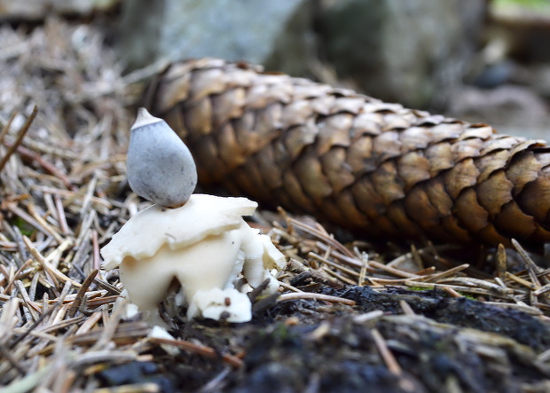 hviezdovka štvorcípová Geastrum quadrifidum DC. ex Pers.