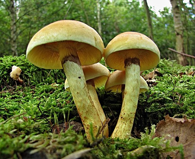 strapcovka maková-třepenitka maková Hypholoma capnoides (Fr.) P. Kumm.