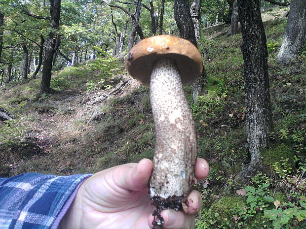 kozák brezový Leccinum scabrum (Bull.) Gray