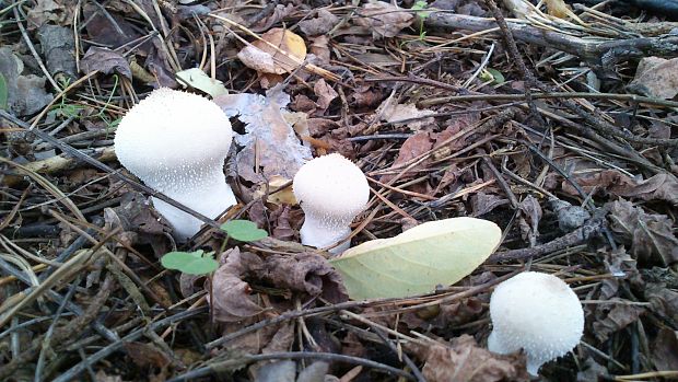 prášnica bradavičnatá Lycoperdon perlatum Pers.