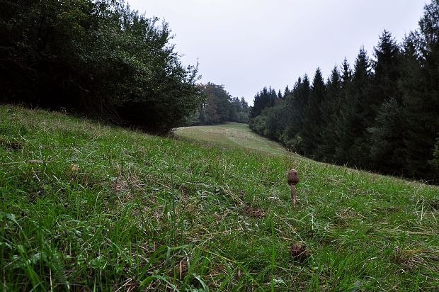 biotop bedle vysokej Macrolepiota procera