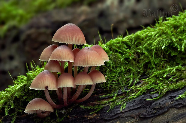 prilbička krvavomliečna Mycena haematopus (Pers.) P. Kumm.