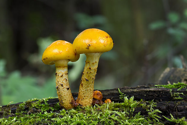 šupinovka Pholiota sp.