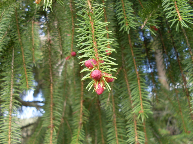 smrek obyčajný Picea abies (L.) H. Karst.