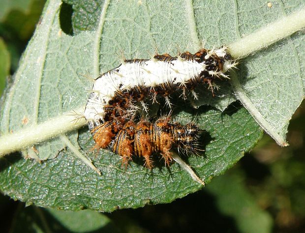 babôčka zubatokrídla / babočka bílé C Polygonia c-album Linnaeus, 1758