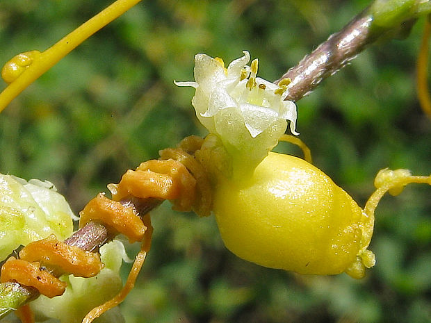 Smicronyx jungermanniae