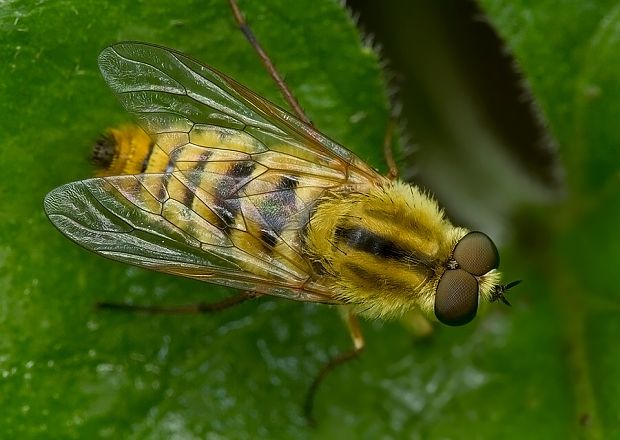 tŕňavka Thereva cf. aurata