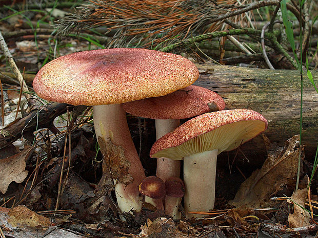 čírovec červenožltý Tricholomopsis rutilans (Schaeff.) Singer