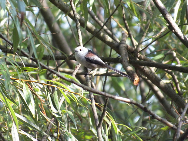 mlynárka dlhochvostá Aegithalos caudatus